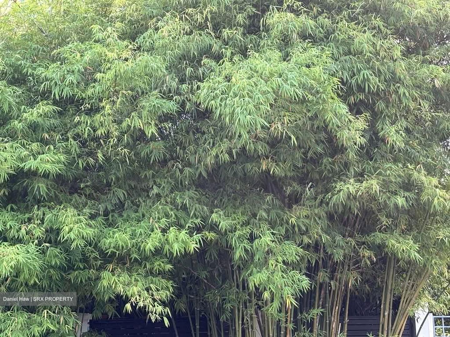 Bamboo Grove Park (D23), Semi-Detached #576304721